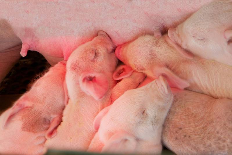 Varkensvoeders voor biggen, opfokzeugen, zeugen en vleesvarkens bij Gunnewick Mengvoeders