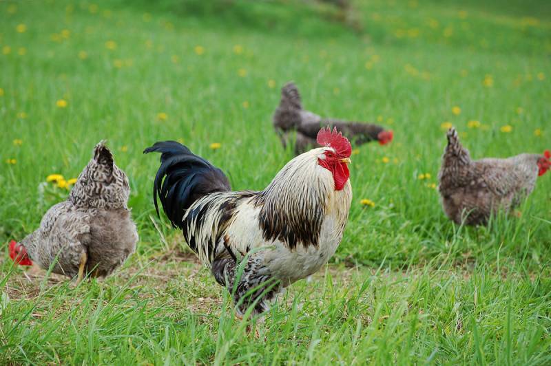 prestatiegerichte pluimveevoeders voor legkippen koopt u bij Gunnewick Mengvoeders