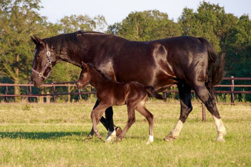 Paardenvoer en veulenmelk vindt u in groothandel hiPRO